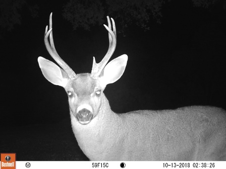 Seven Point Buck
